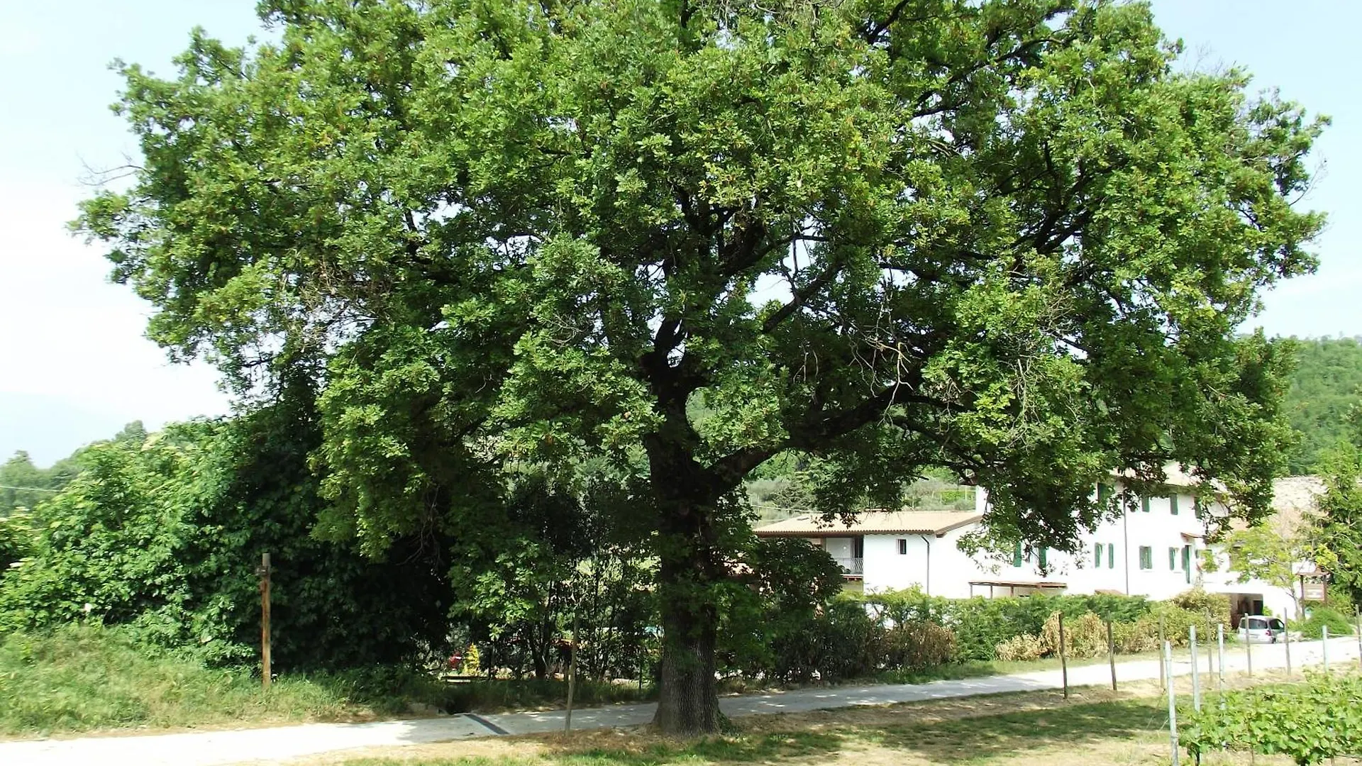 Agriturismo Ca' Castellani Bardolino Italia
